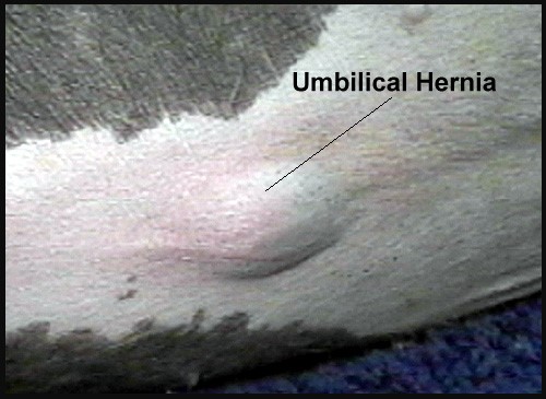 Hernias perineales en perros